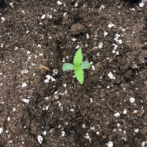 Orange sherbet  growlog timeline photo