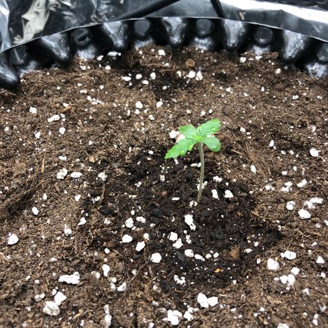 Orange sherbet  growlog timeline photo