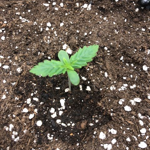 Orange sherbet  growlog timeline photo