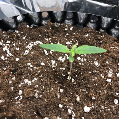 Orange sherbet  growlog timeline photo