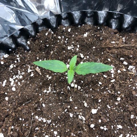Orange sherbet  growlog timeline photo