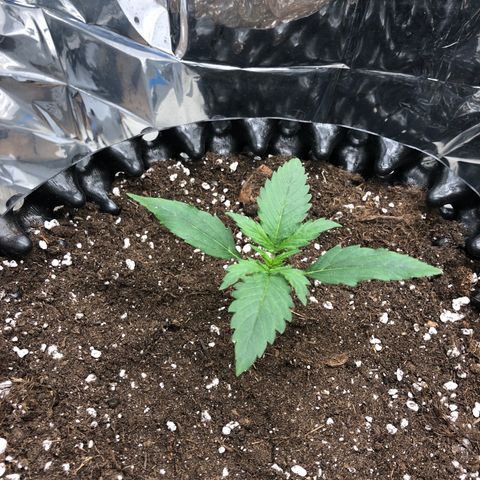 Orange sherbet  growlog timeline photo