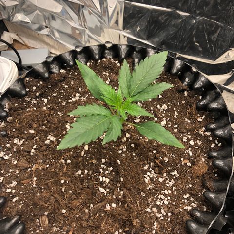 Orange sherbet  growlog timeline photo