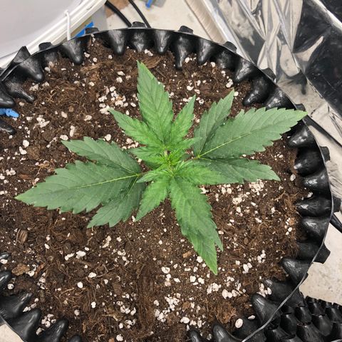 Orange sherbet  growlog timeline photo