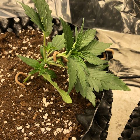 Orange sherbet  growlog timeline photo