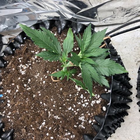 Orange sherbet  growlog timeline photo