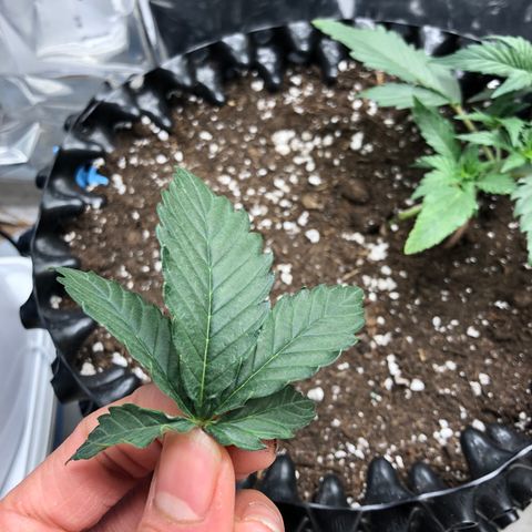 Orange sherbet  growlog timeline photo