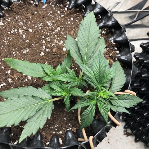 Orange sherbet  growlog timeline photo