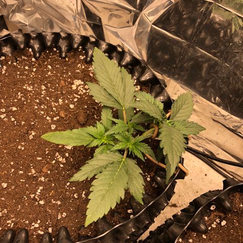 Orange sherbet  growlog timeline photo