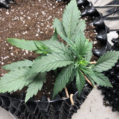 Orange sherbet  growlog timeline photo