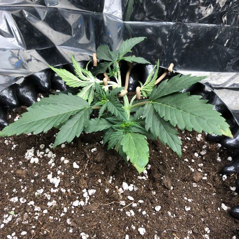 Orange sherbet  growlog timeline photo