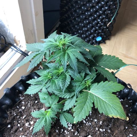 Orange sherbet  growlog timeline photo