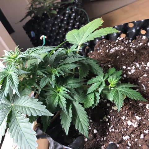Orange sherbet  growlog timeline photo