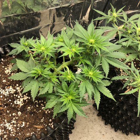 Orange sherbet  growlog timeline photo