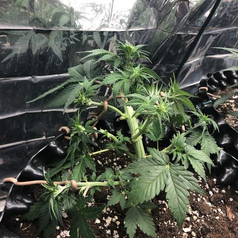 Orange sherbet  growlog timeline photo