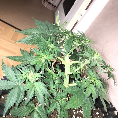 Orange sherbet  growlog timeline photo