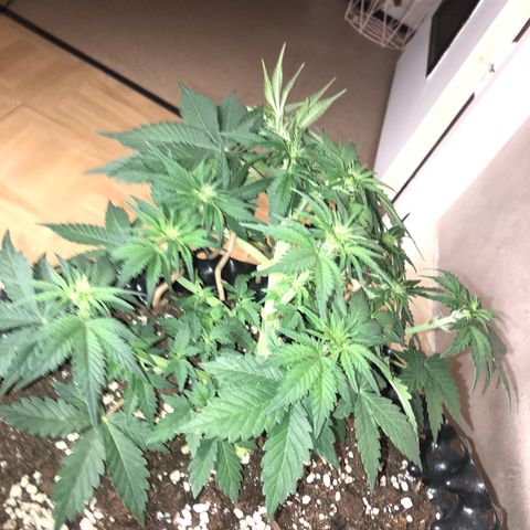 Orange sherbet  growlog timeline photo