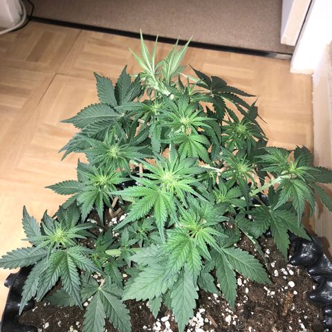Orange sherbet  growlog timeline photo