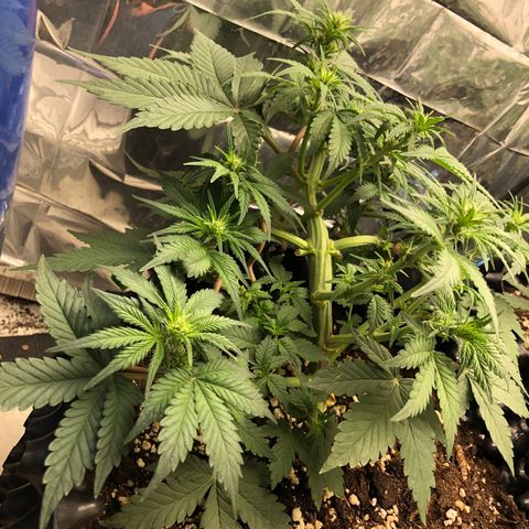 Orange sherbet  growlog timeline photo