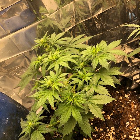 Orange sherbet  growlog timeline photo