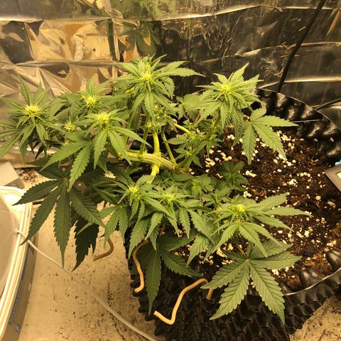 Orange sherbet  growlog timeline photo