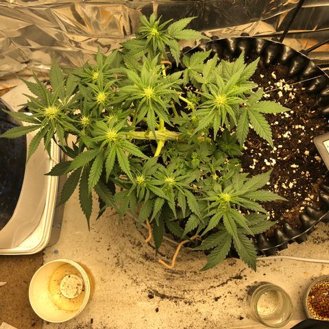 Orange sherbet  growlog timeline photo