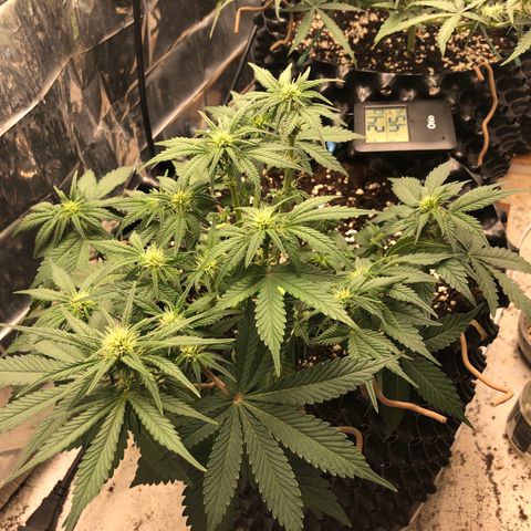 Orange sherbet  growlog timeline photo