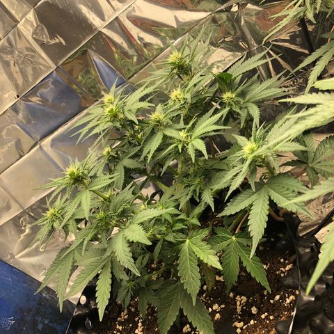 Orange sherbet  growlog timeline photo