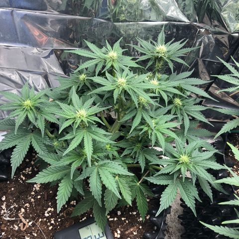 Orange sherbet  growlog timeline photo
