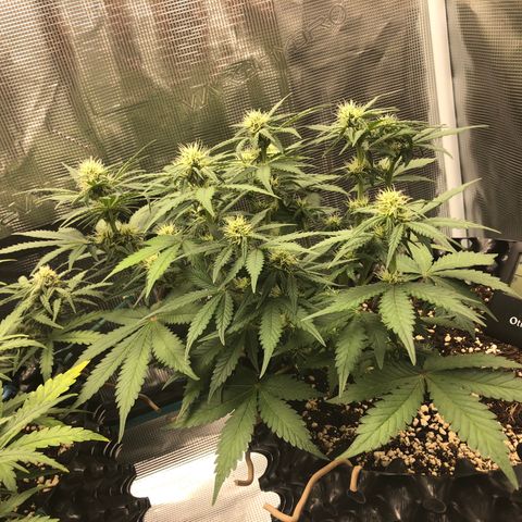 Orange sherbet  growlog timeline photo