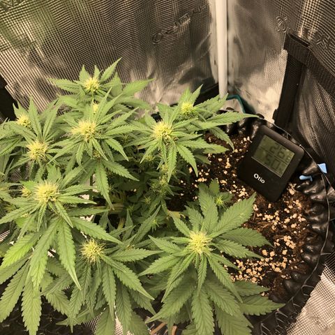 Orange sherbet  growlog timeline photo