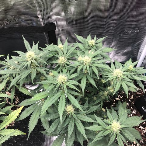 Orange sherbet  growlog timeline photo