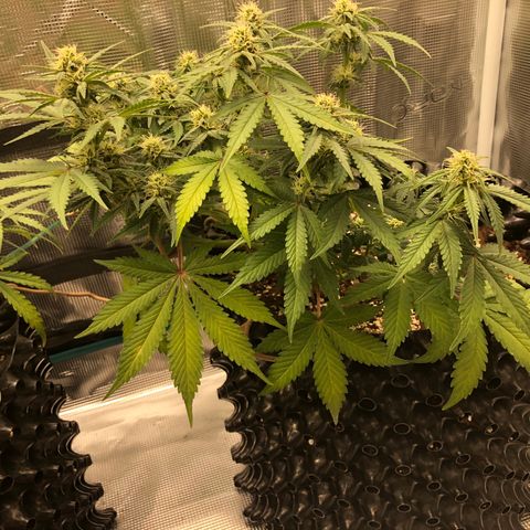 Orange sherbet  growlog timeline photo