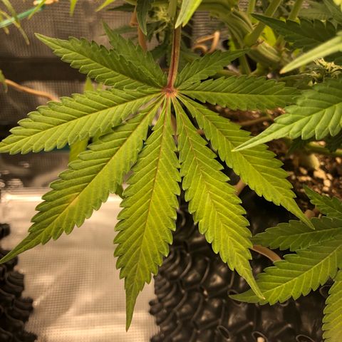 Orange sherbet  growlog timeline photo