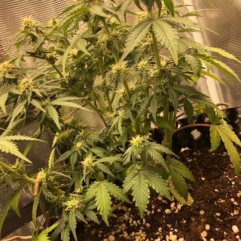 Orange sherbet  growlog timeline photo