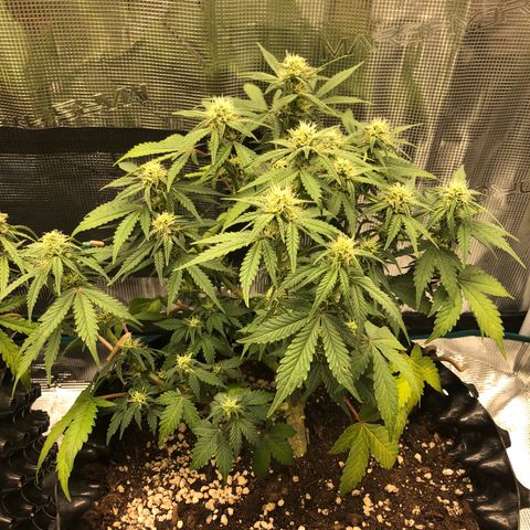 Orange sherbet  growlog timeline photo