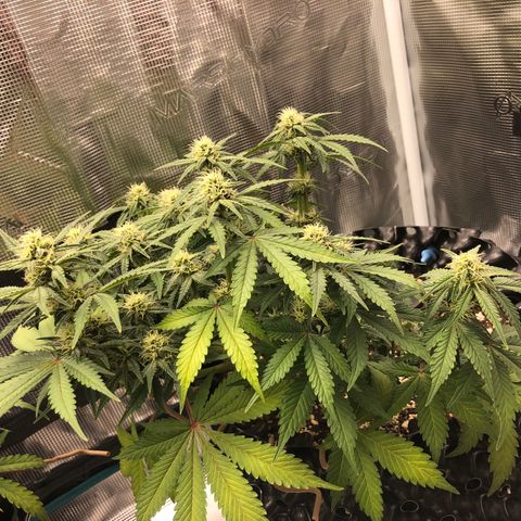 Orange sherbet  growlog timeline photo