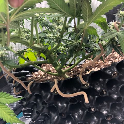Orange sherbet  growlog timeline photo