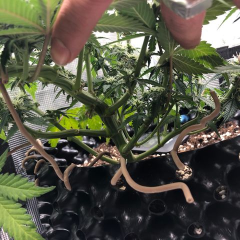 Orange sherbet  growlog timeline photo