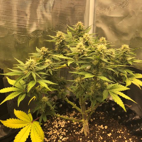 Orange sherbet  growlog timeline photo