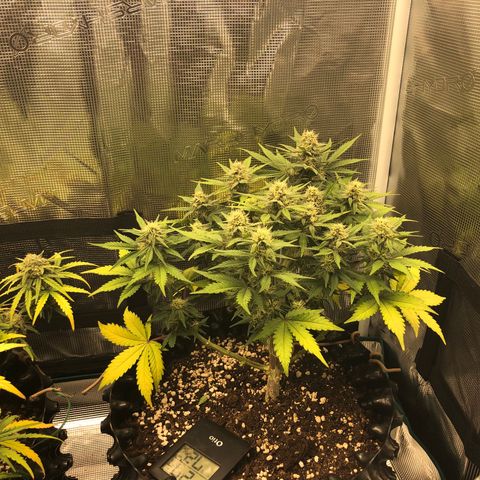 Orange sherbet  growlog timeline photo