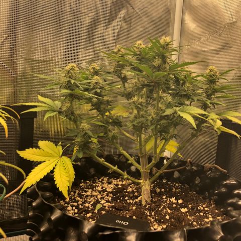Orange sherbet  growlog timeline photo