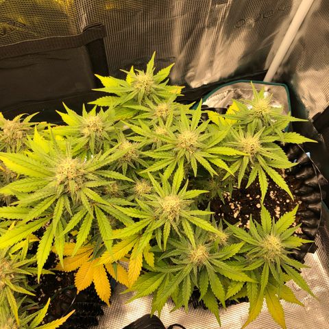 Orange sherbet  growlog timeline photo