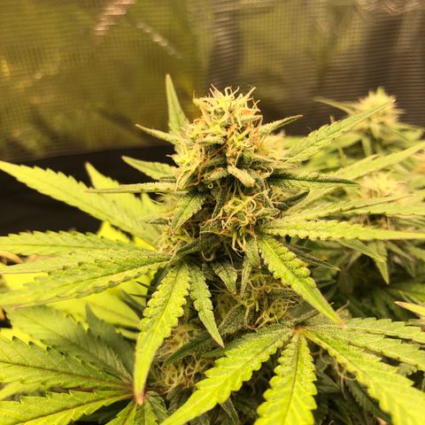Orange sherbet  growlog timeline photo