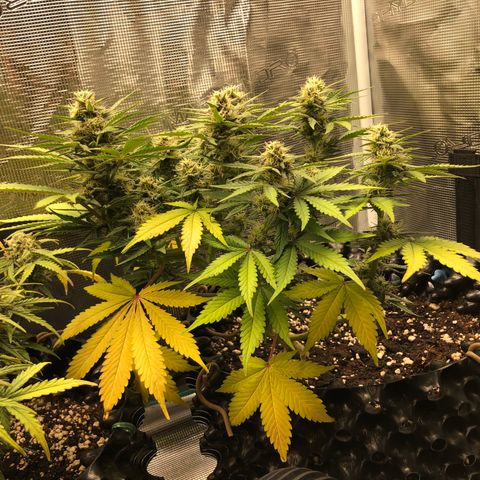 Orange sherbet  growlog timeline photo