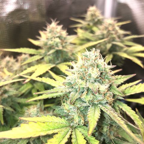 Orange sherbet  growlog timeline photo