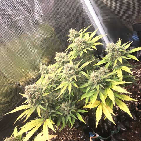 Orange sherbet  growlog timeline photo