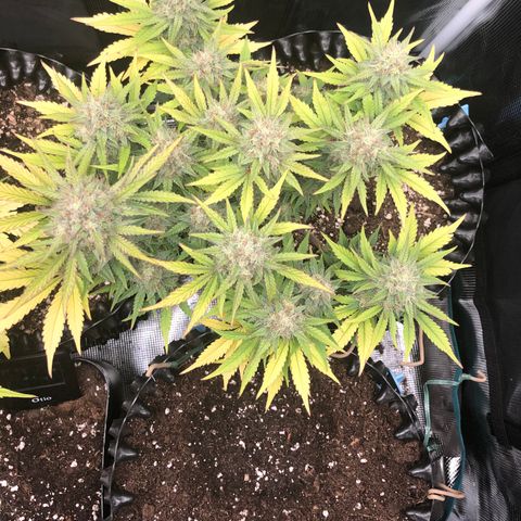 Orange sherbet  growlog timeline photo