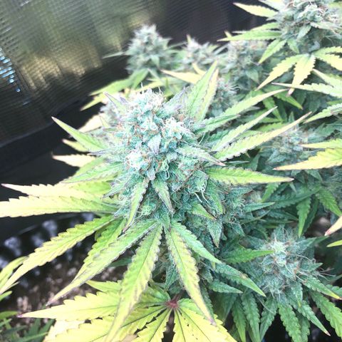 Orange sherbet  growlog timeline photo