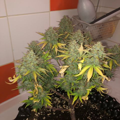 Orange sherbet  growlog timeline photo